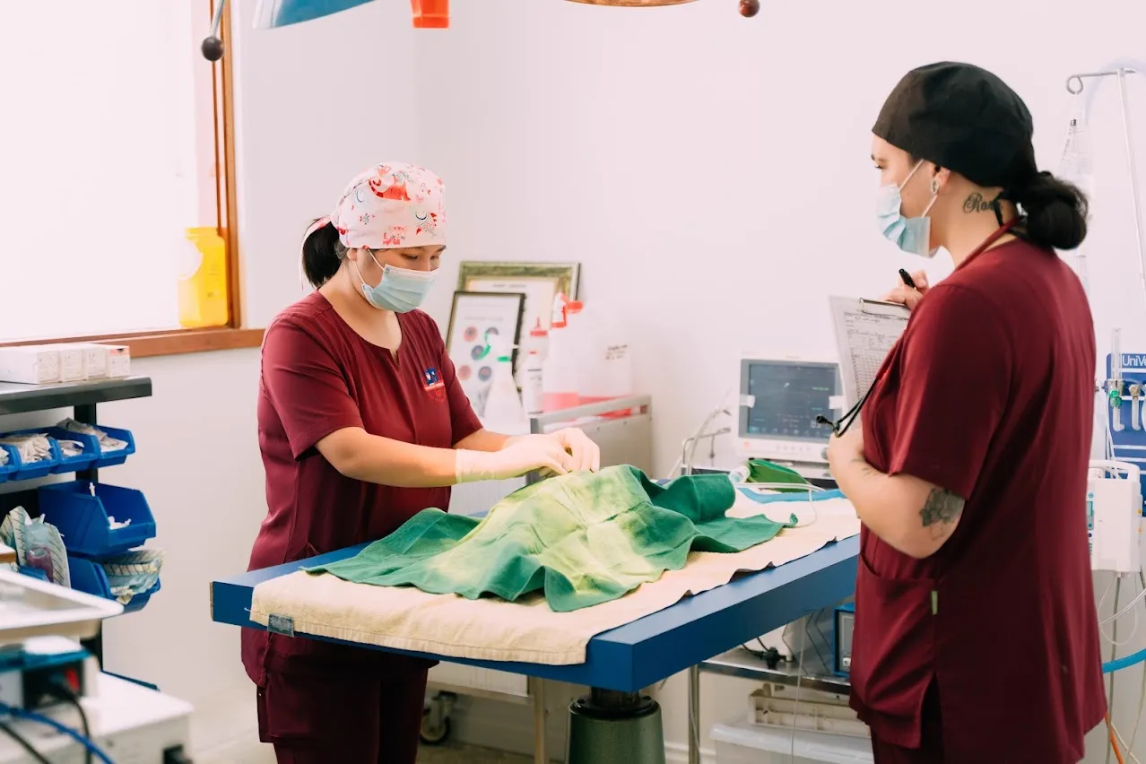 Anaesthesia at Waverley Gardens Vet