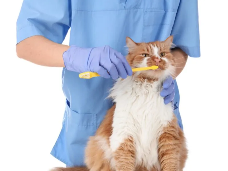 Dentistry at Waverley Gardens Vet