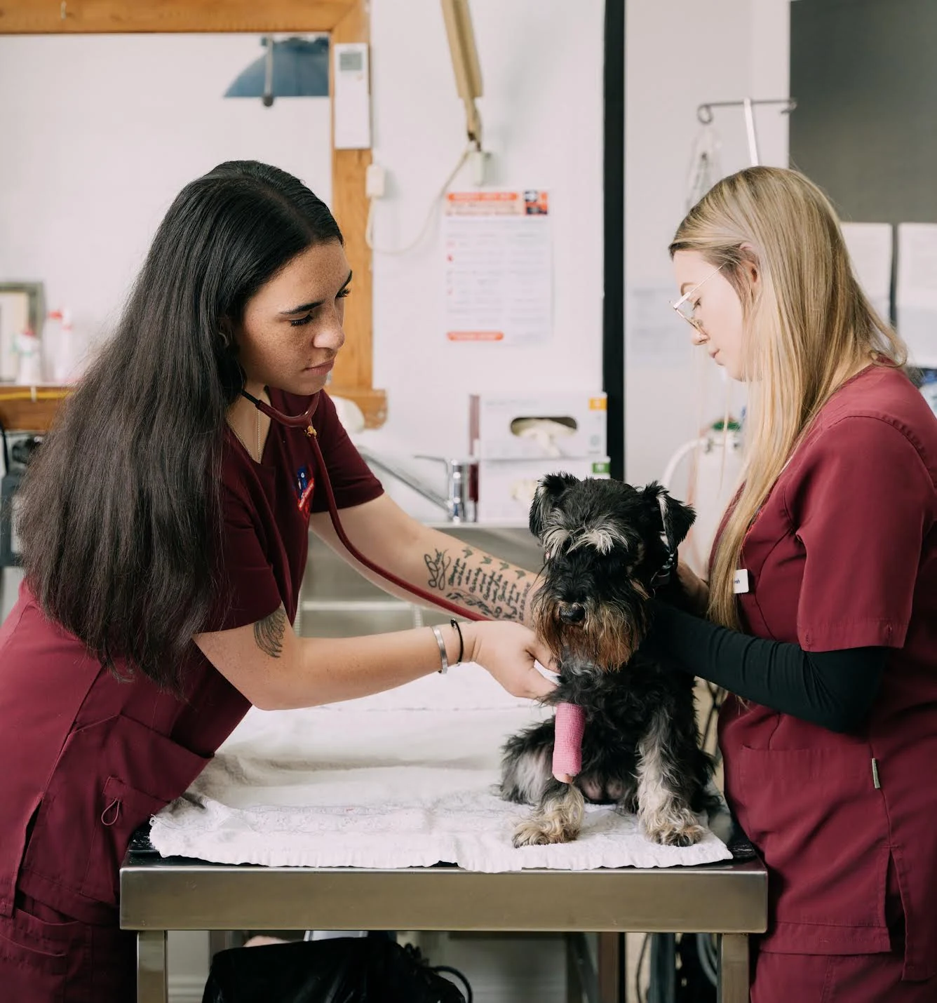 Vaccinations at Waverley Gardens Vet